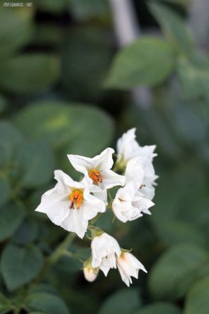 Fleurs2011