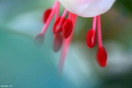 Fuchsia2-2