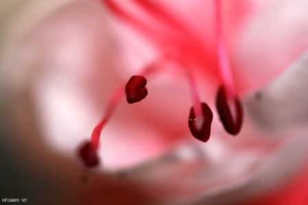Fuchsia2-3