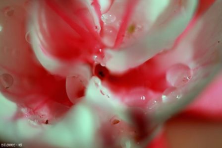 Fuchsia2-4