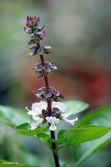 Basilic2011-A