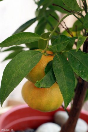 Mandarines2011