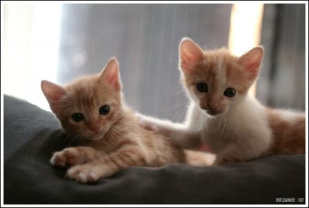 Sages comme une image...